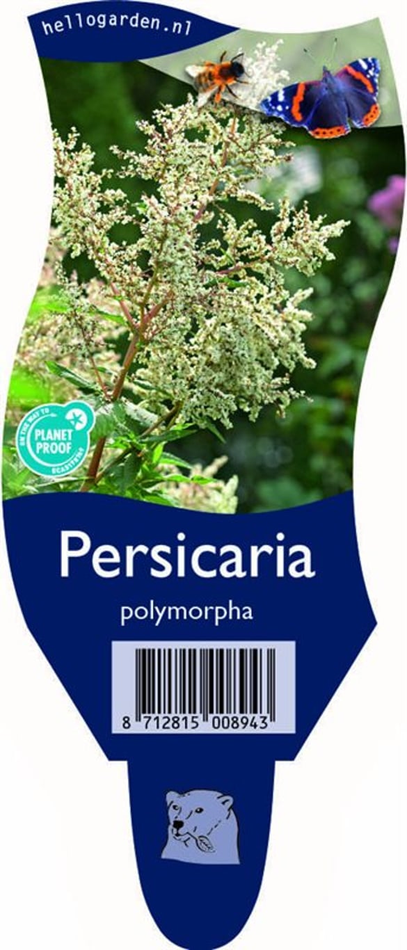 Persicaria polymorpha - P11